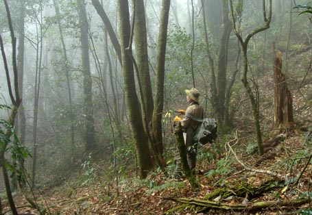 Giải[-]mã[-]bí[-]ẩn[-]loài[-]cỏ[-]trị[-]giá[-]100[-]triệu[-]đồng/kg